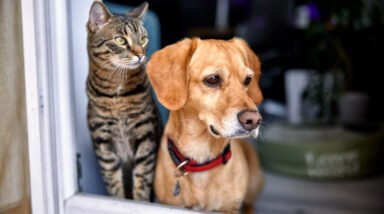 Caring for Our Feline and Canine Companions