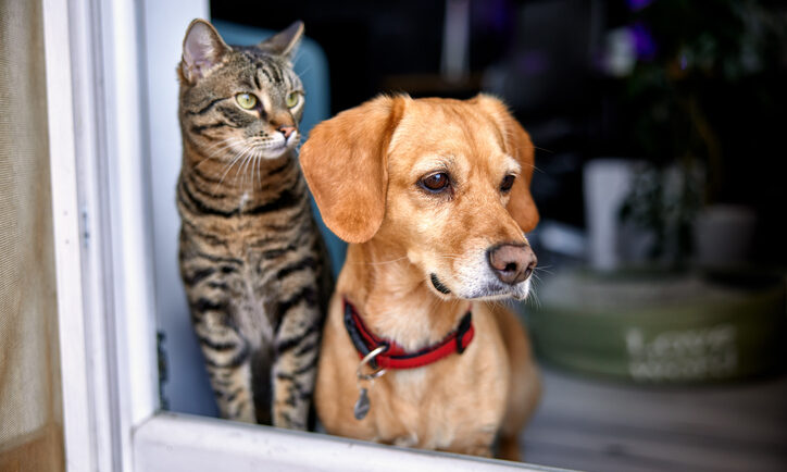 Caring for Our Feline and Canine Companions